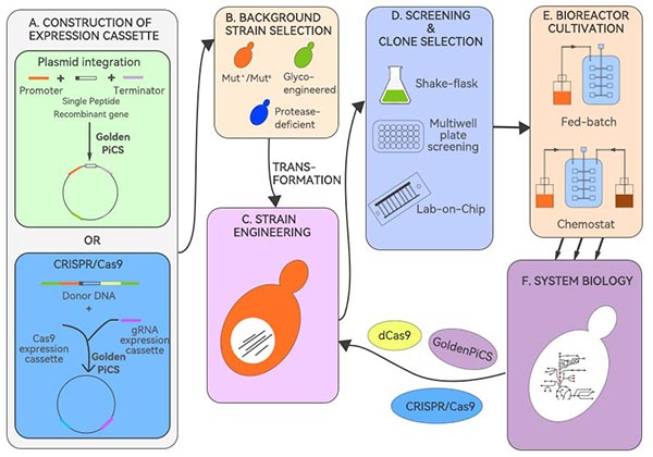 畢赤酵母生產(chǎn)重組蛋白流程圖